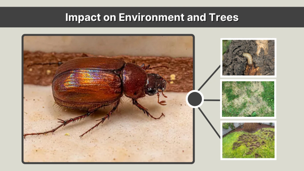 Impact on Environment and Trees