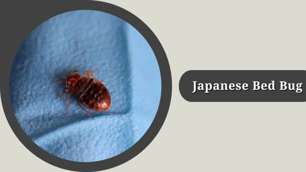 Japanese Bed Bug