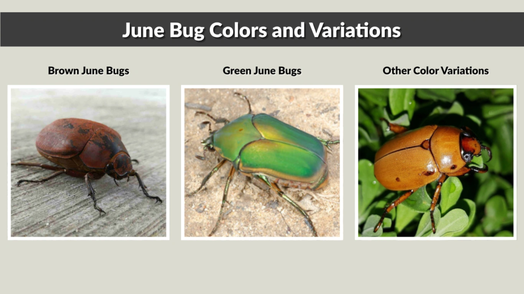 June Bug Colors and Variations