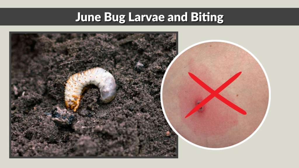 June Bug Larvae and Biting