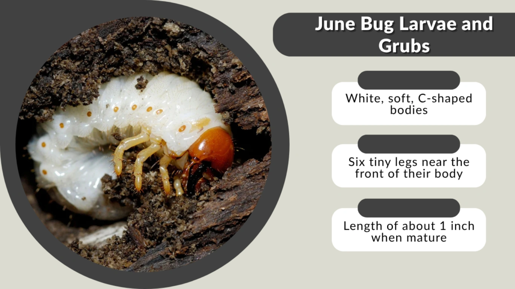 June Bug Larvae and Grubs