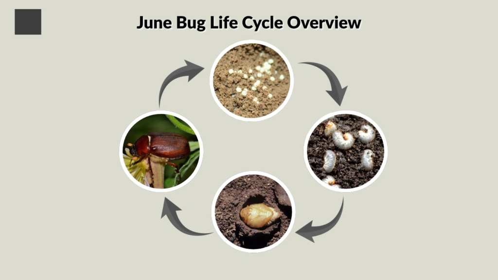 June Bug Life Cycle Overview