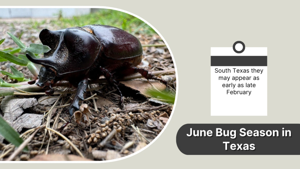 June Bug Season in Texas