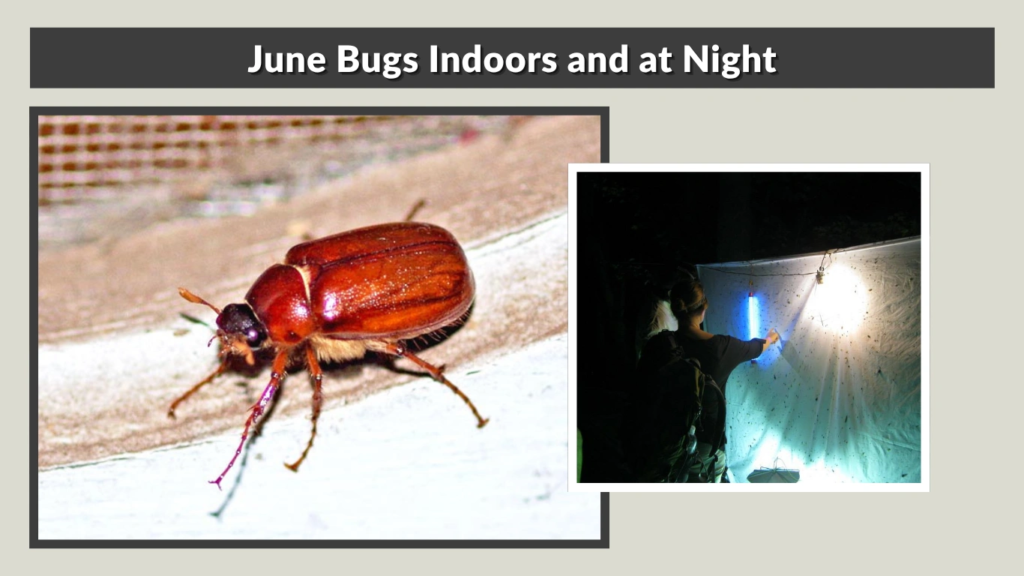 June Bugs Indoors and at Night