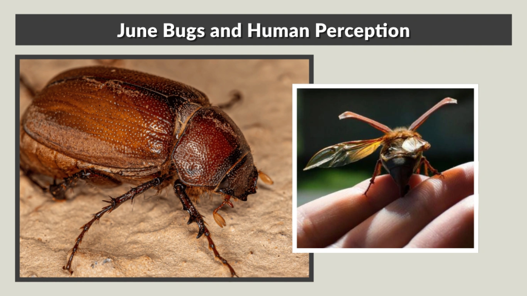 June Bugs and Human Perception