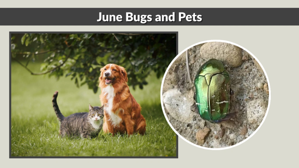 June Bugs and Pets