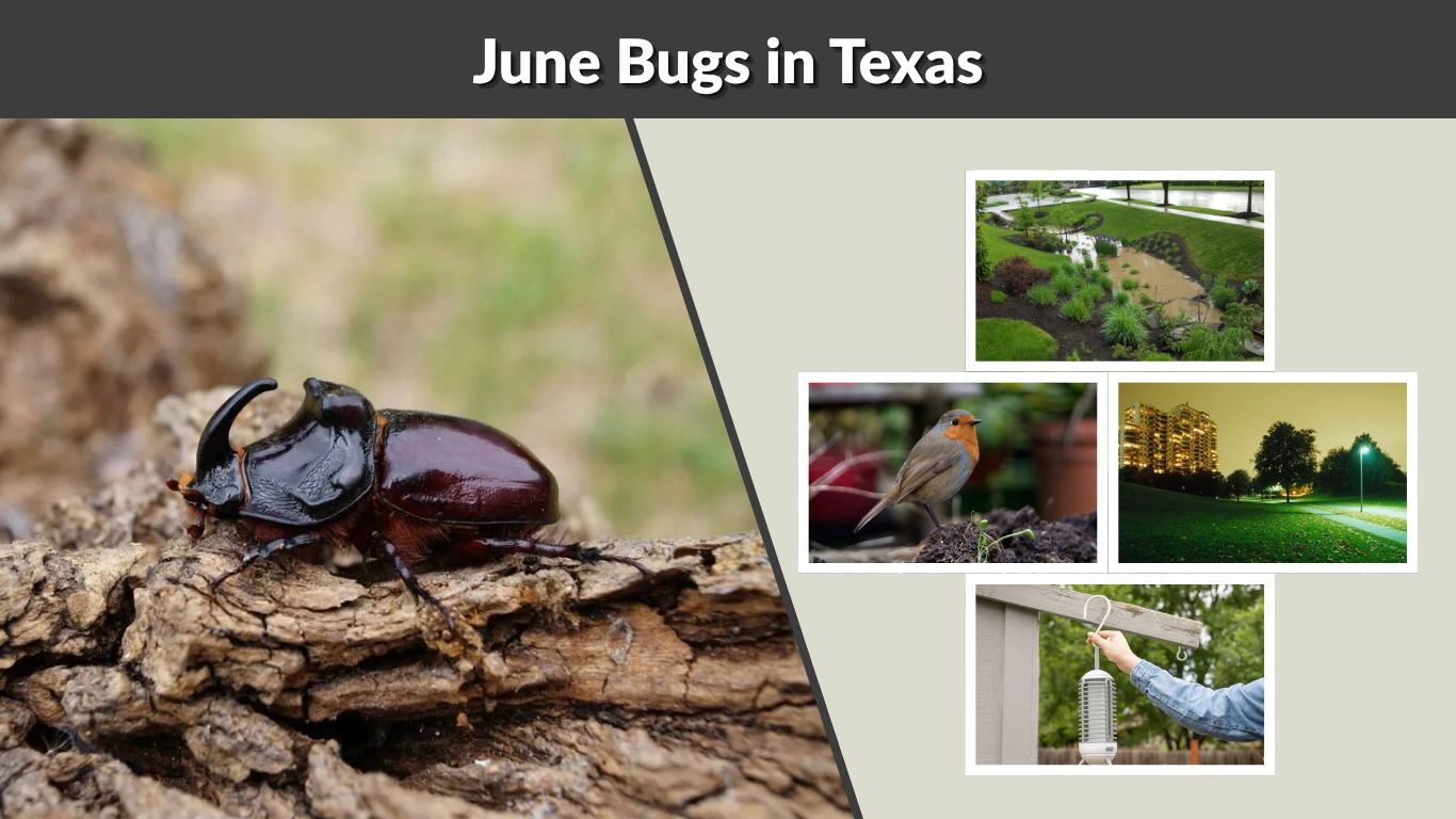 June Bugs in Texas Season, Species, and Control Tips