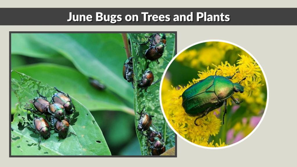 June Bugs on Trees and Plants