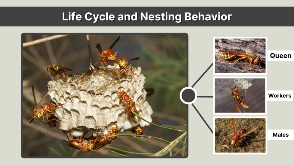 Life Cycle and Nesting Behavior
