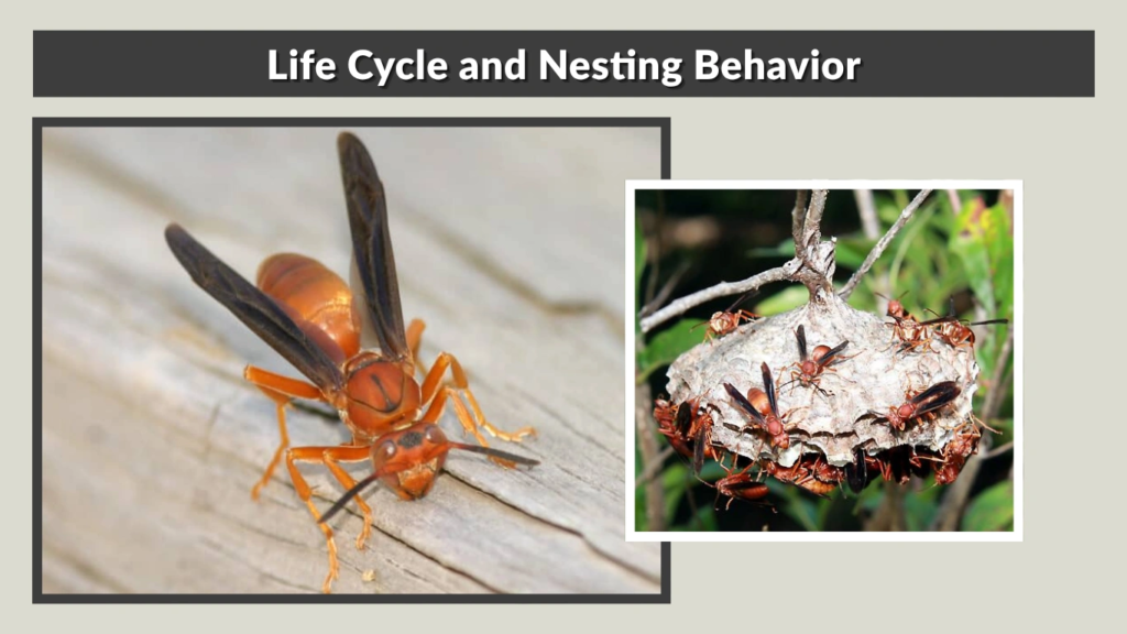 Life Cycle and Nesting Behavior