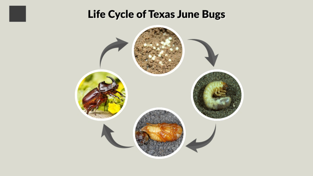 Life Cycle of Texas June Bugs