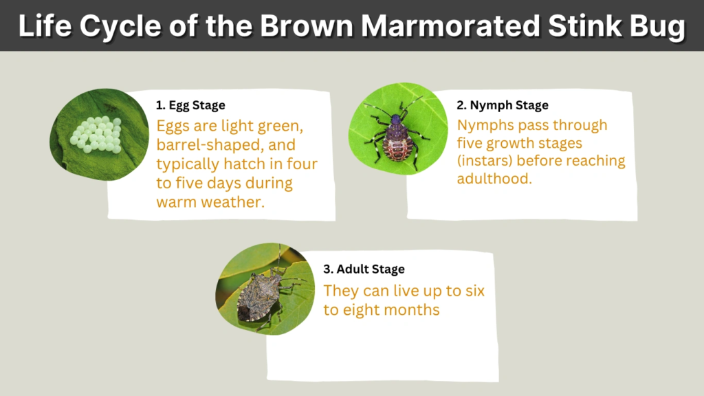 Life Cycle of the Brown Marmorated Stink Bug