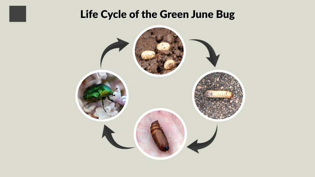 Life Cycle of the Green June Bug