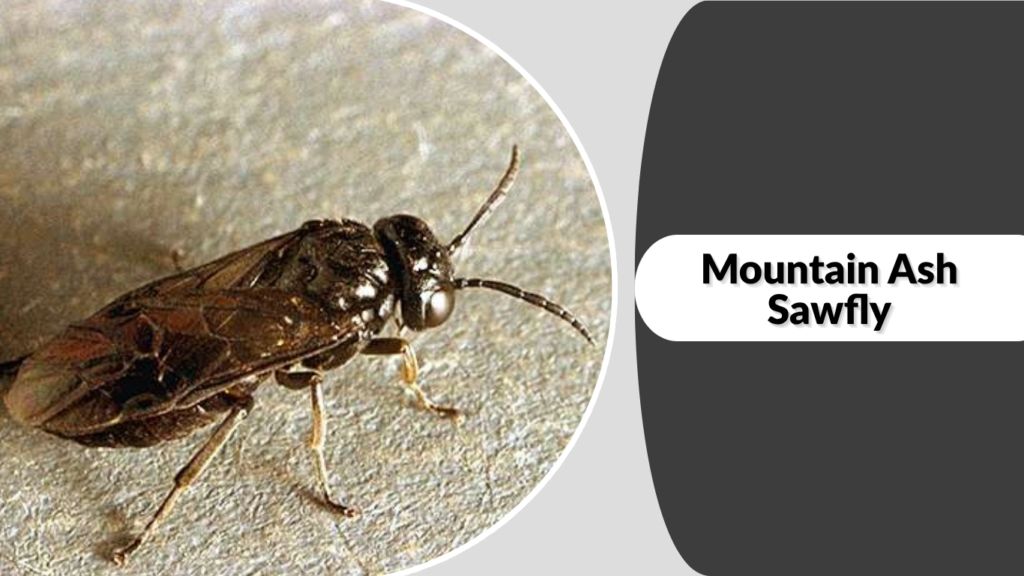 Mountain Ash Sawfly