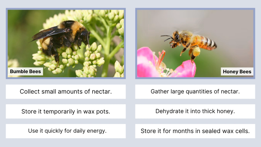 Behavior and Honey Production
