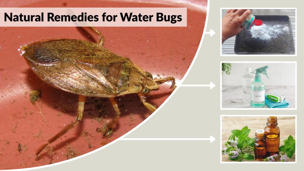 Natural Remedies for Water Bugs