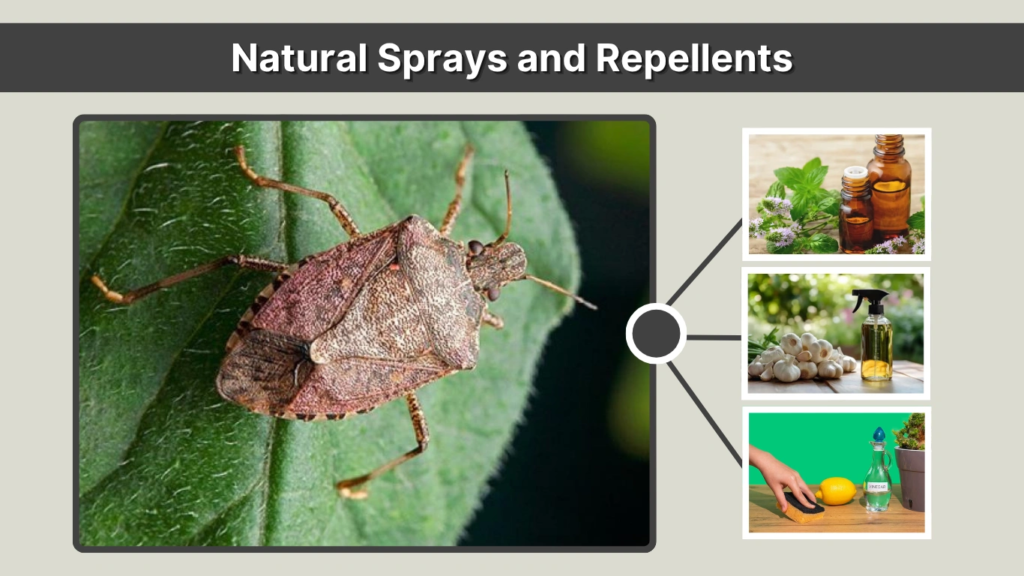 Natural Sprays and Repellents