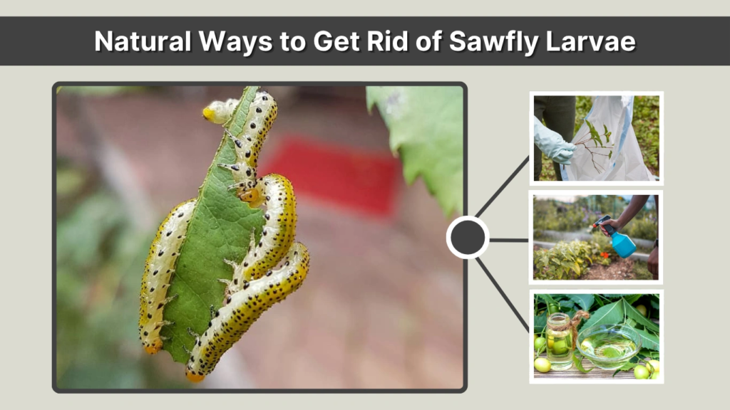 Natural Ways to Get Rid of Sawfly Larvae