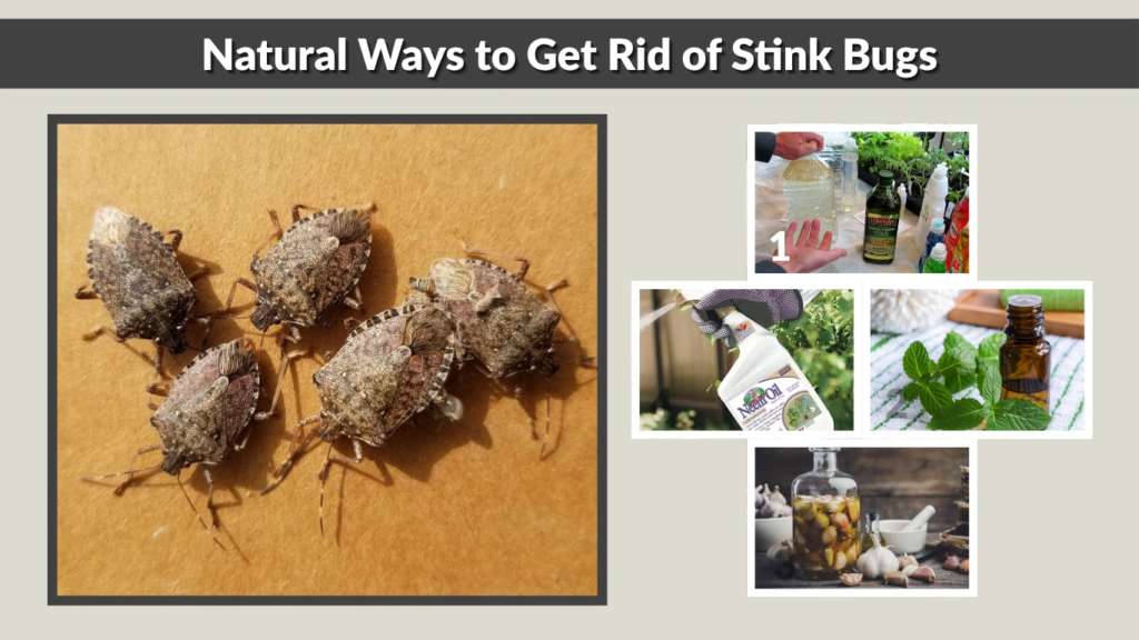 Natural Ways to Get Rid of Stink Bugs