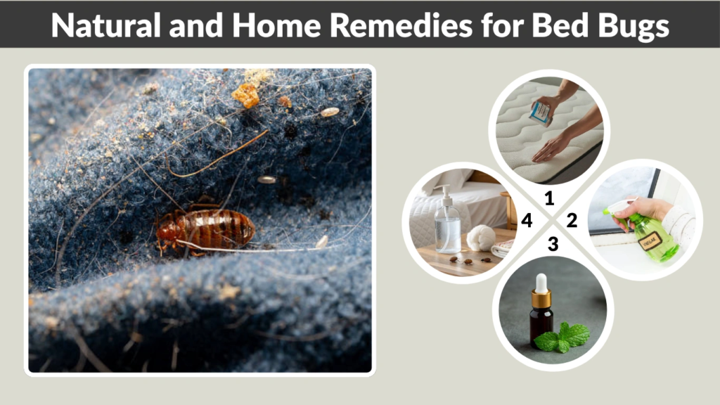 How to Get Rid of Bed Bugs Fast and Permanently: Complete Guide - Washing Clothes With Baking Soda To Repel Bed Bugs