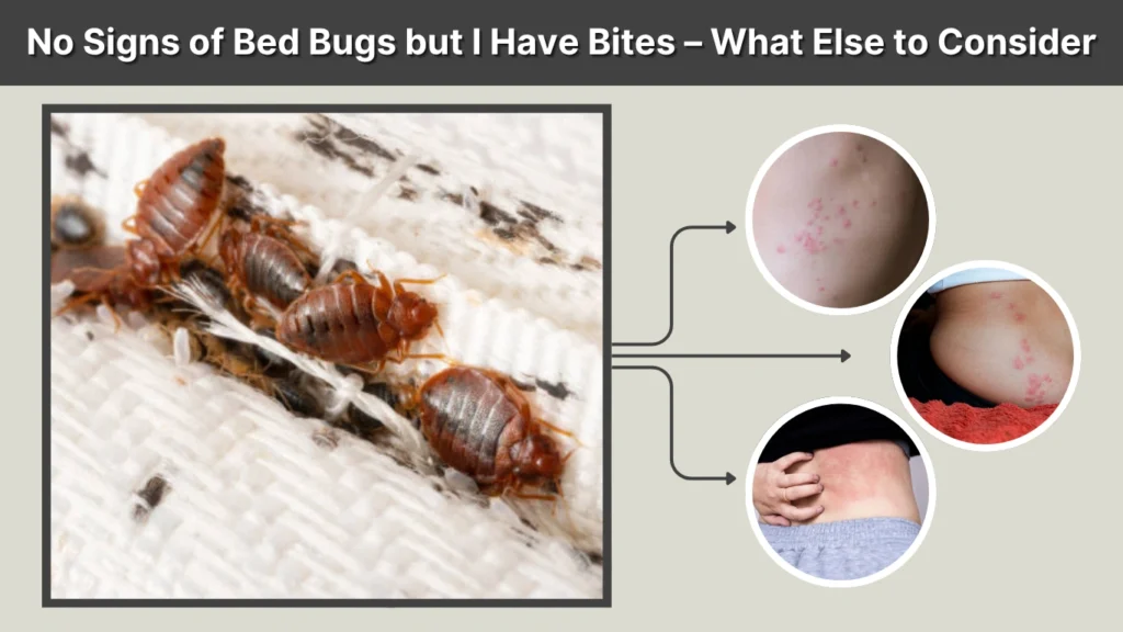 Bug Else No Signs of Bed Bugs but I Have Bites: Causes & Pictures