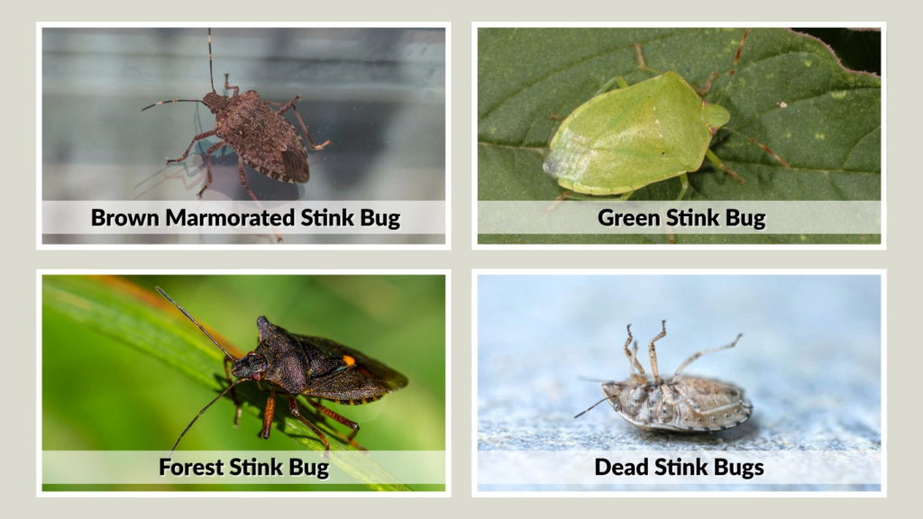 Odor Differences by Species
