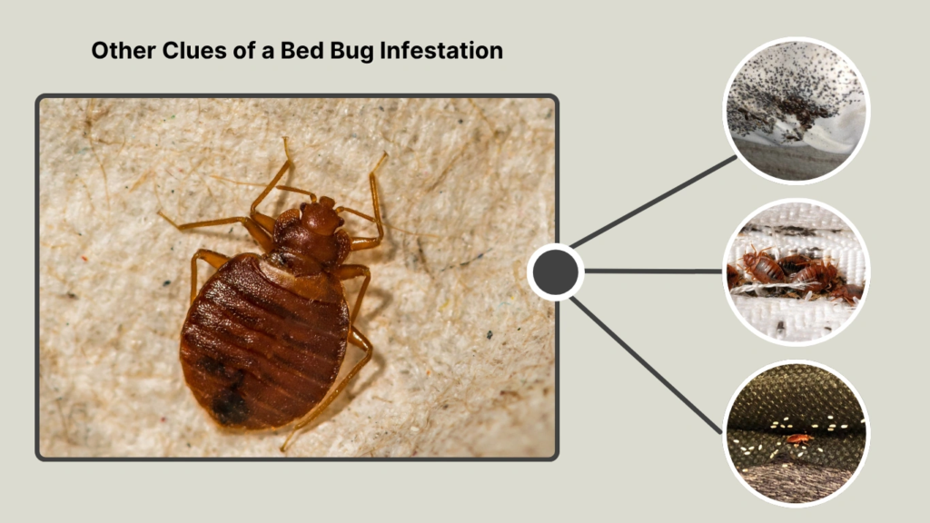 Other Clues of a Bed Bug Infestation
