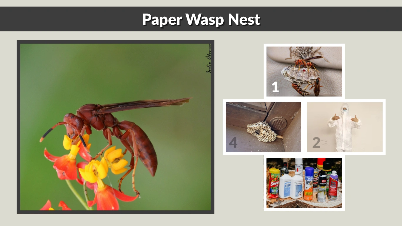 Paper Wasp Nest Identification, Removal, and Prevention Guide