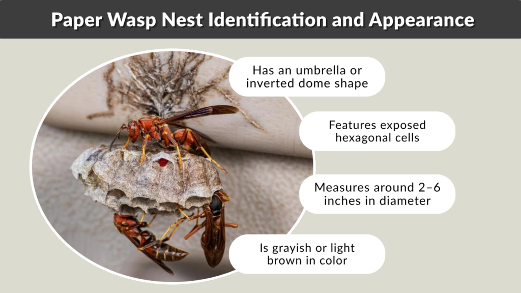 Paper Wasp Nest Identification and Appearance