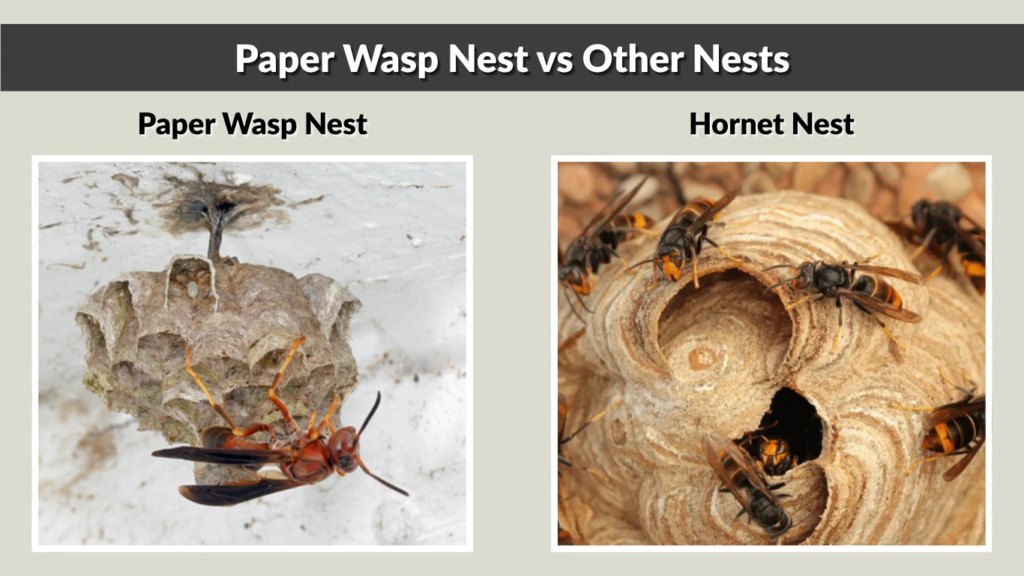 Paper Wasp Nest vs Other Nests