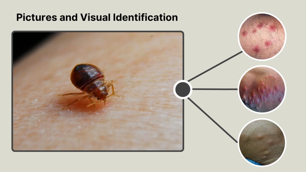 Pictures and Visual Identification