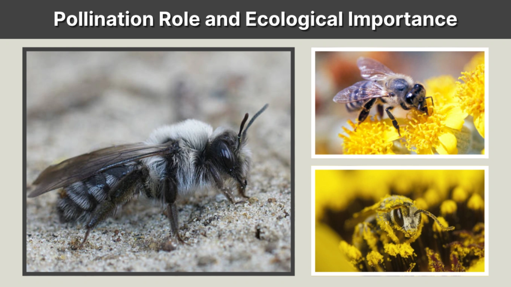 Pollination Role and Ecological Importance