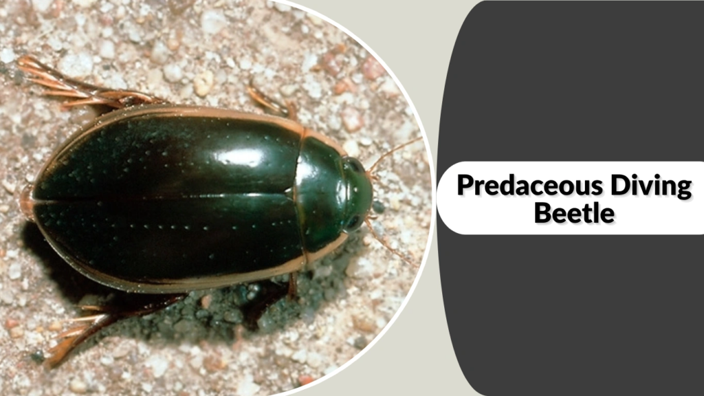 Predaceous Diving Beetle