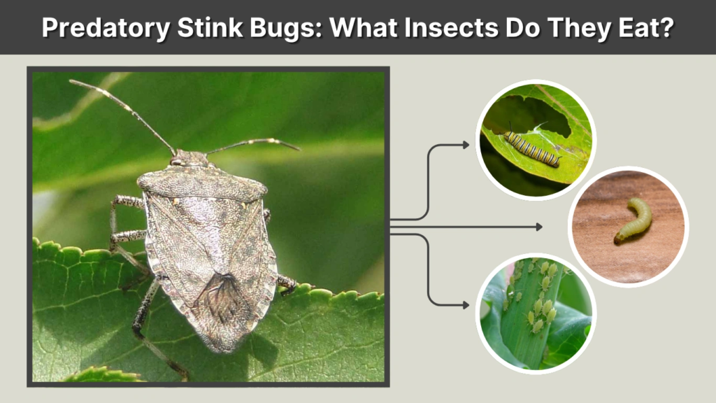 Predatory Stink Bugs What Insects Do They Eat