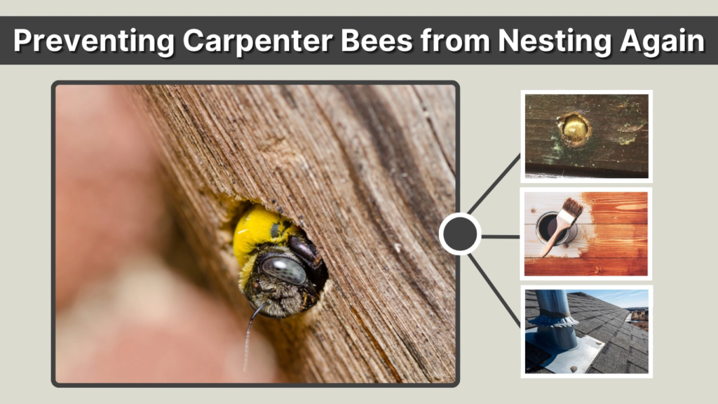 Preventing Carpenter Bees from Nesting Again