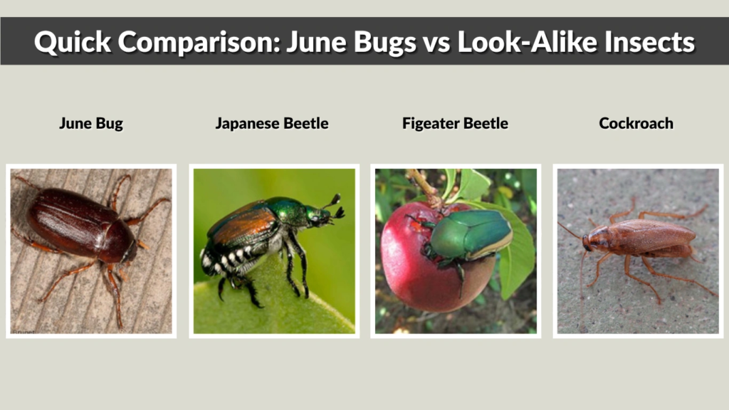 Quick Comparison June Bugs vs Look-Alike Insects