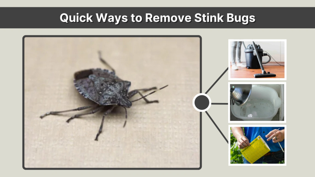 Quick Ways to Remove Stink Bugs