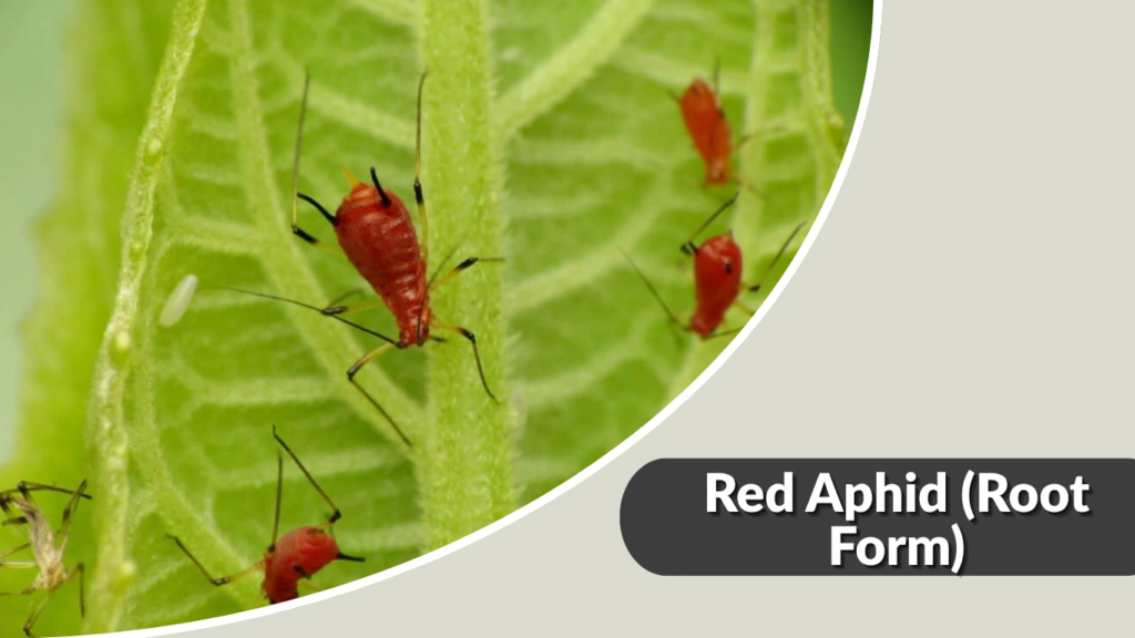 Red Aphid (Root Form)