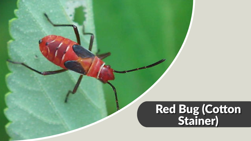 Red Bug (Cotton Stainer