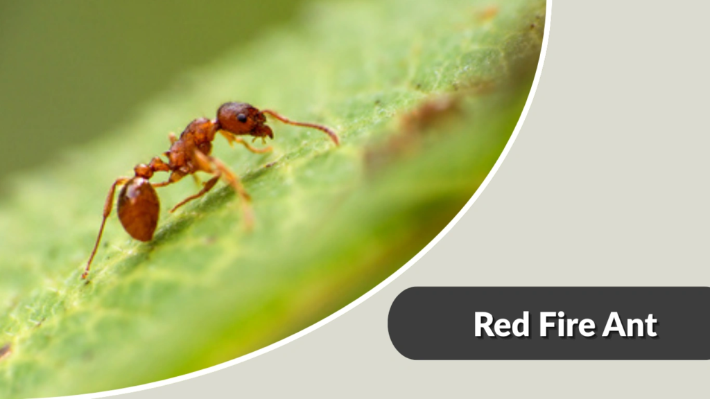 Red Fire Ant