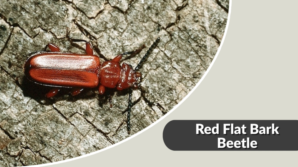 Red Flat Bark Beetle