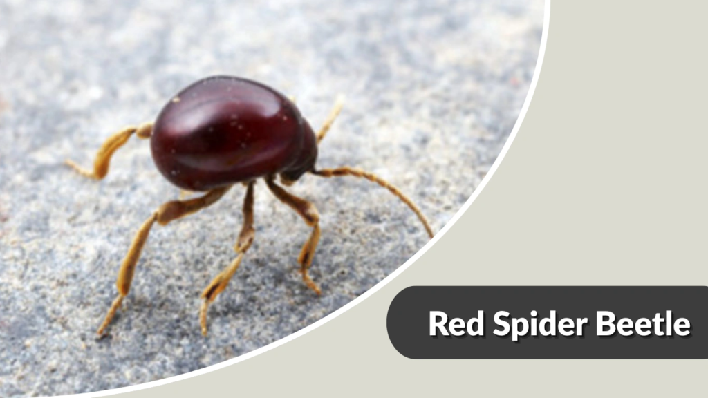 Red Spider Beetle