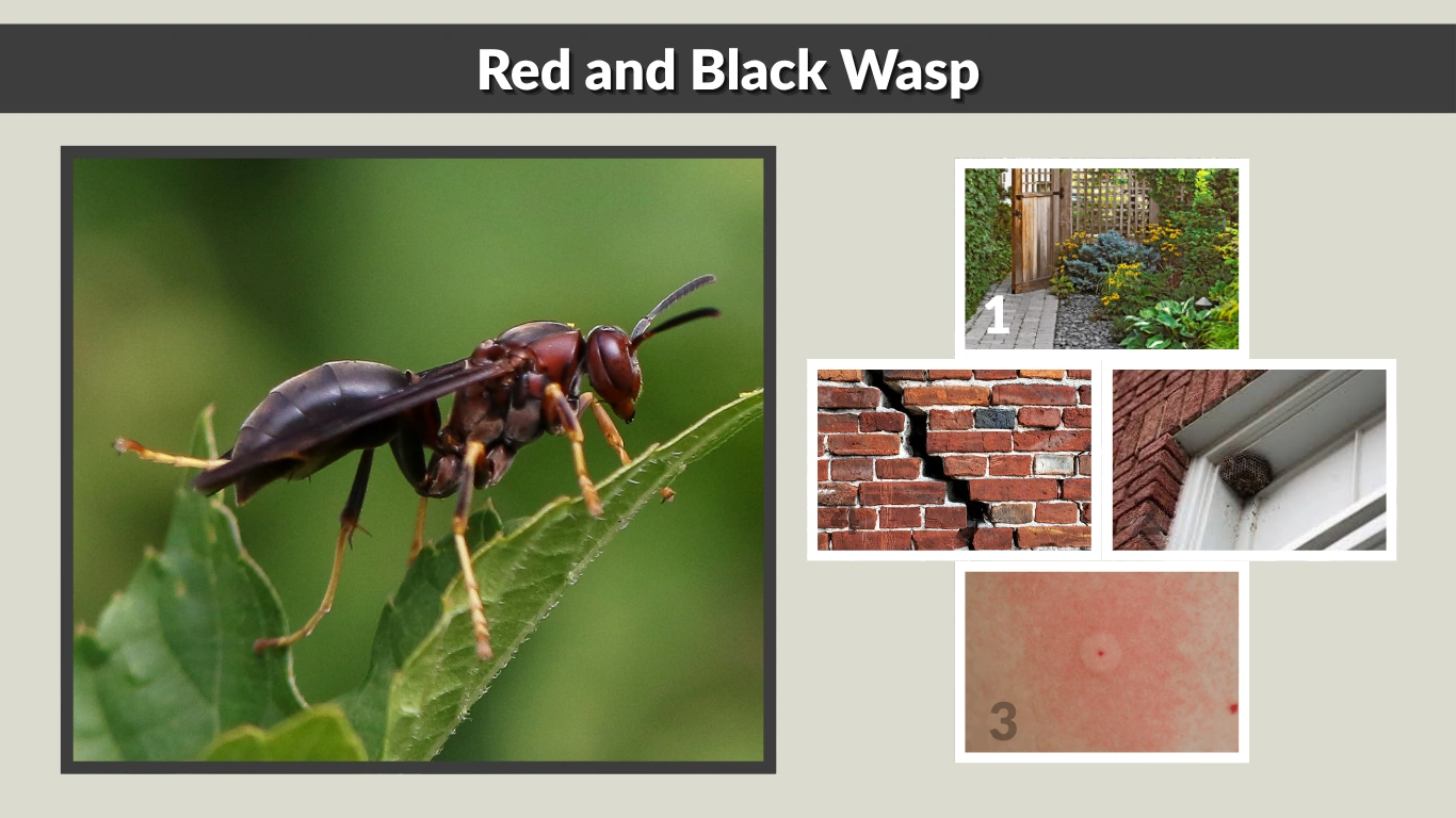 Red and Black Wasp Identification, Behavior, and Sting Facts