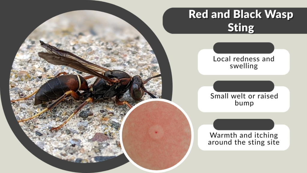 Red and Black Wasp Sting