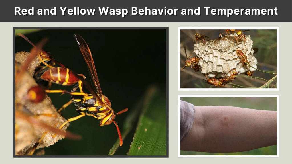 Red and Yellow Wasp Behavior and Temperament