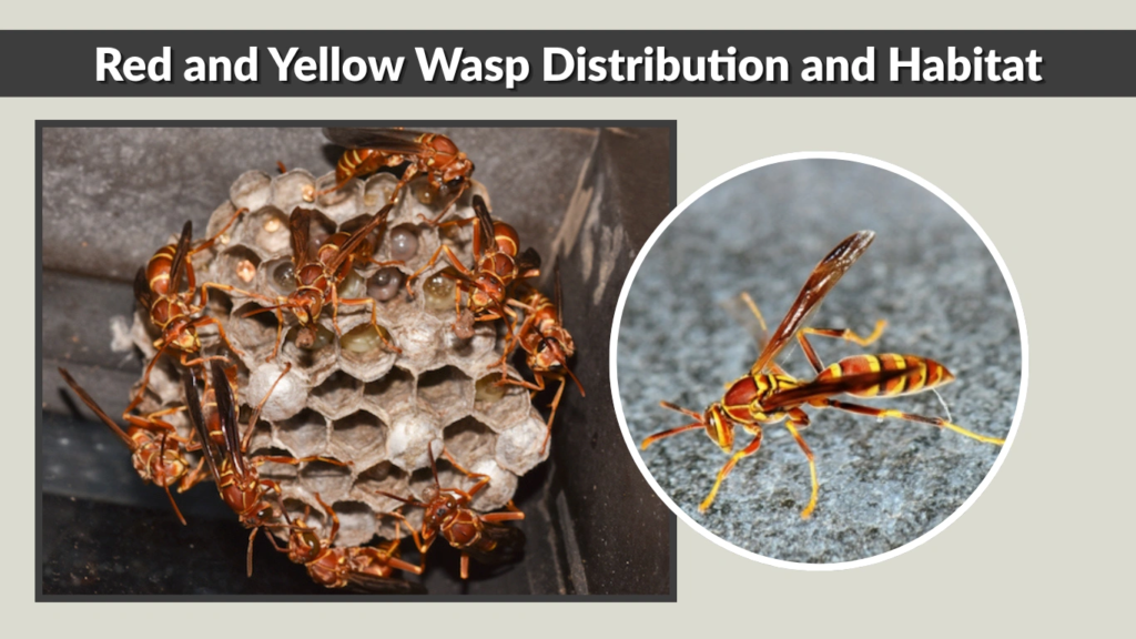 Red and Yellow Wasp Distribution and Habitat