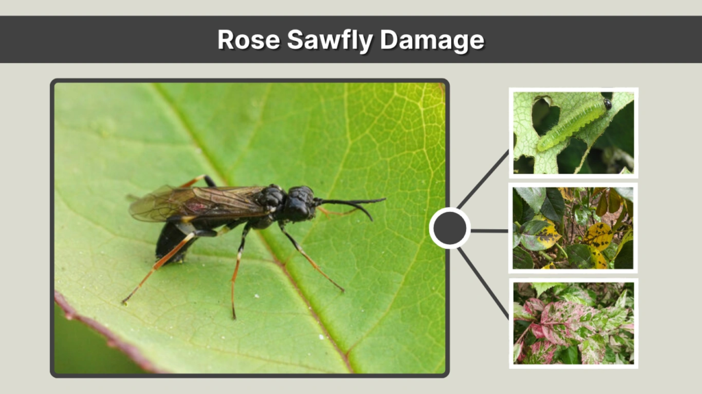 Rose Sawfly Damage