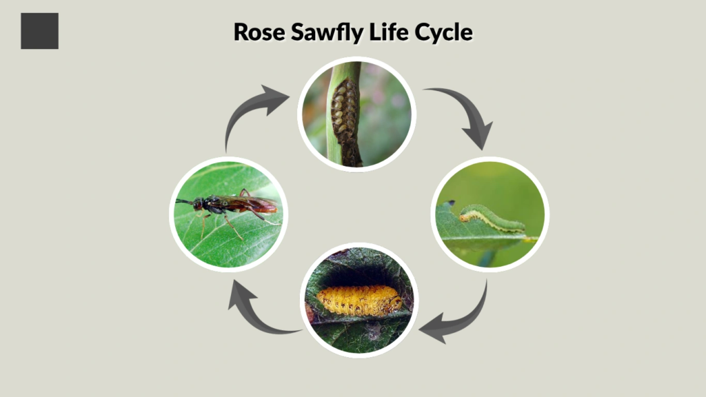 Rose Sawfly Life Cycle