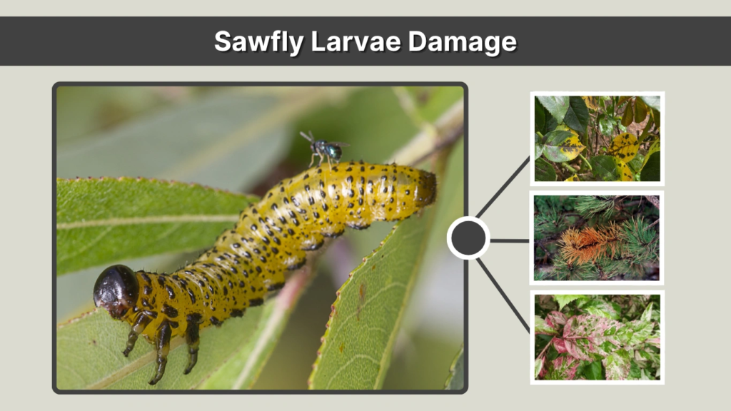 Sawfly Larvae Damage