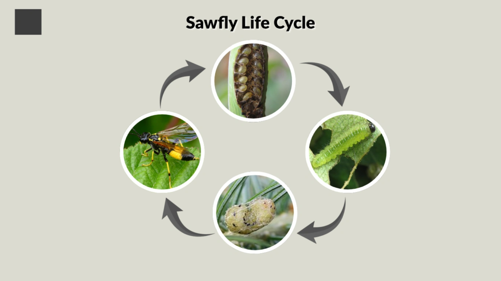 Sawfly Life Cycle